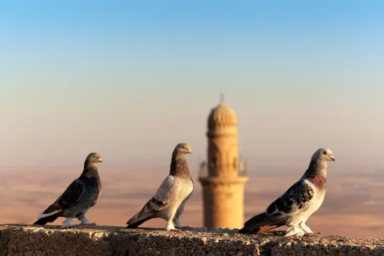ماردين photo